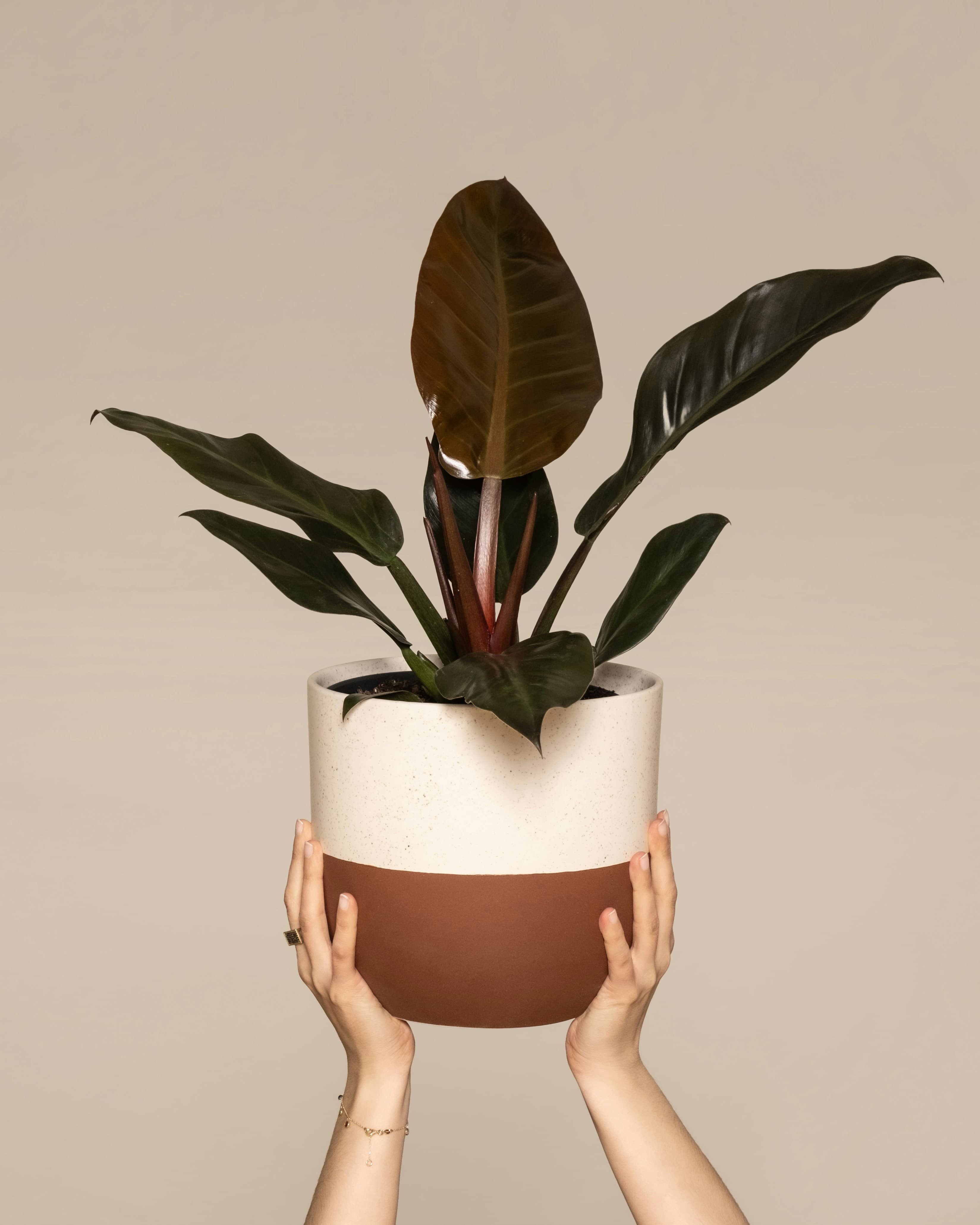 Philodendron Imperial Red
