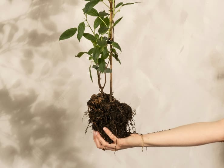 Repotting Plants