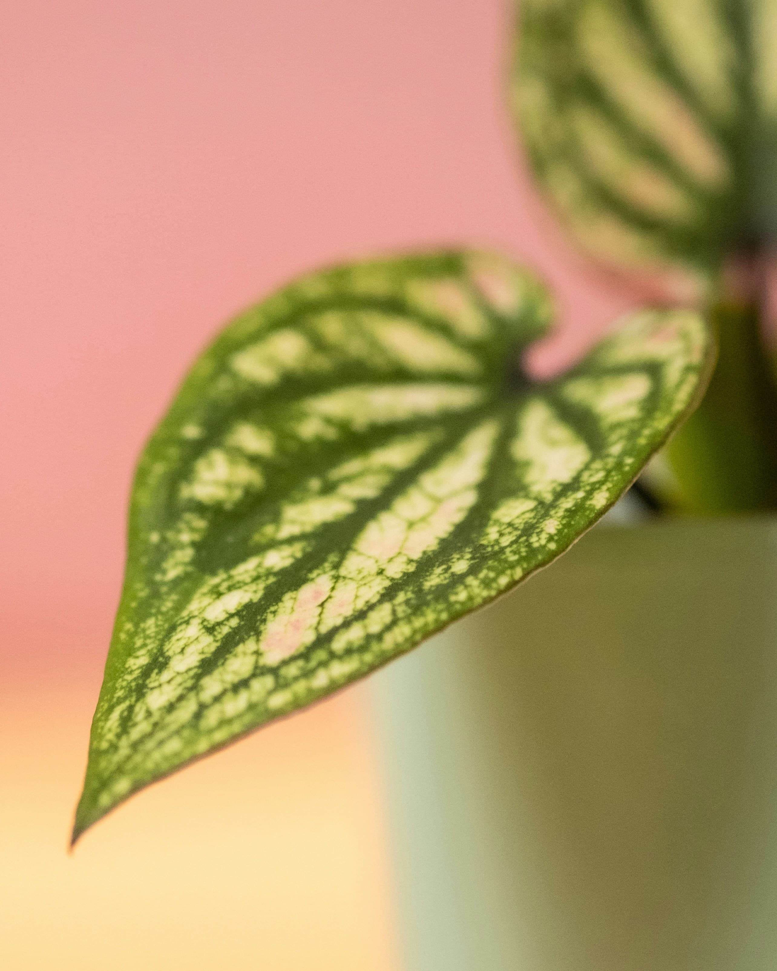 Caladium Rosebud Detail