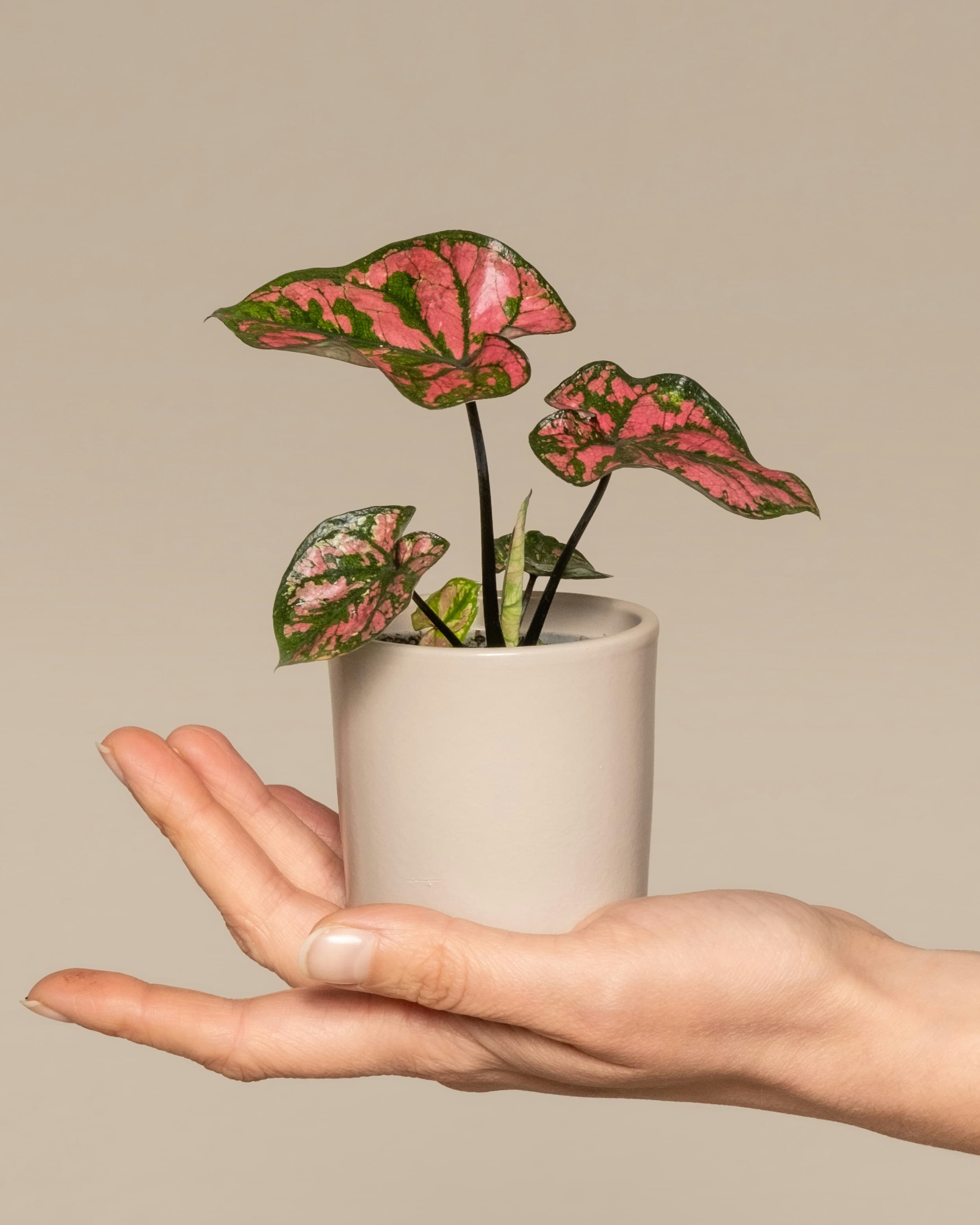 Pink Caladium