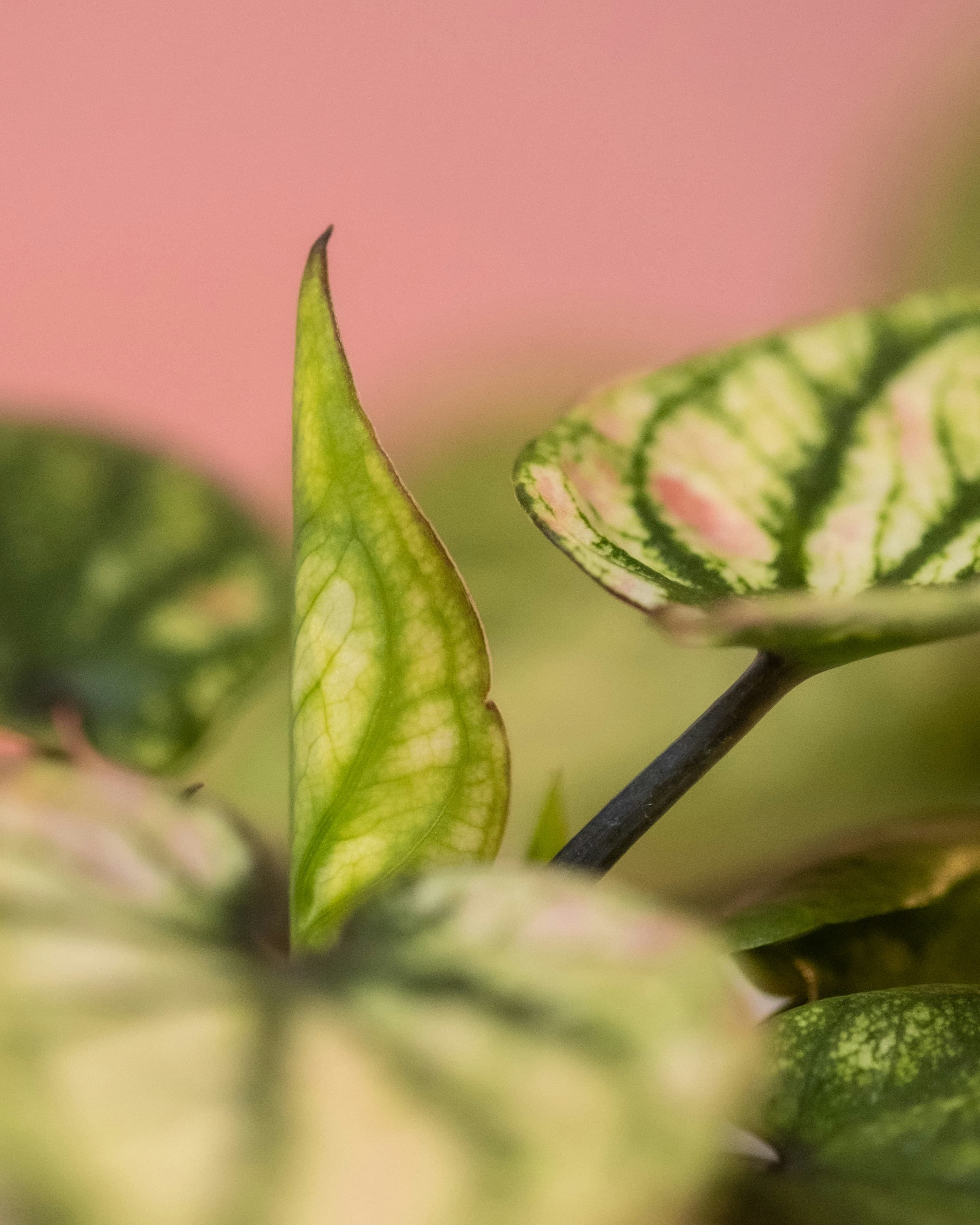 Caladium Rosebud Detail