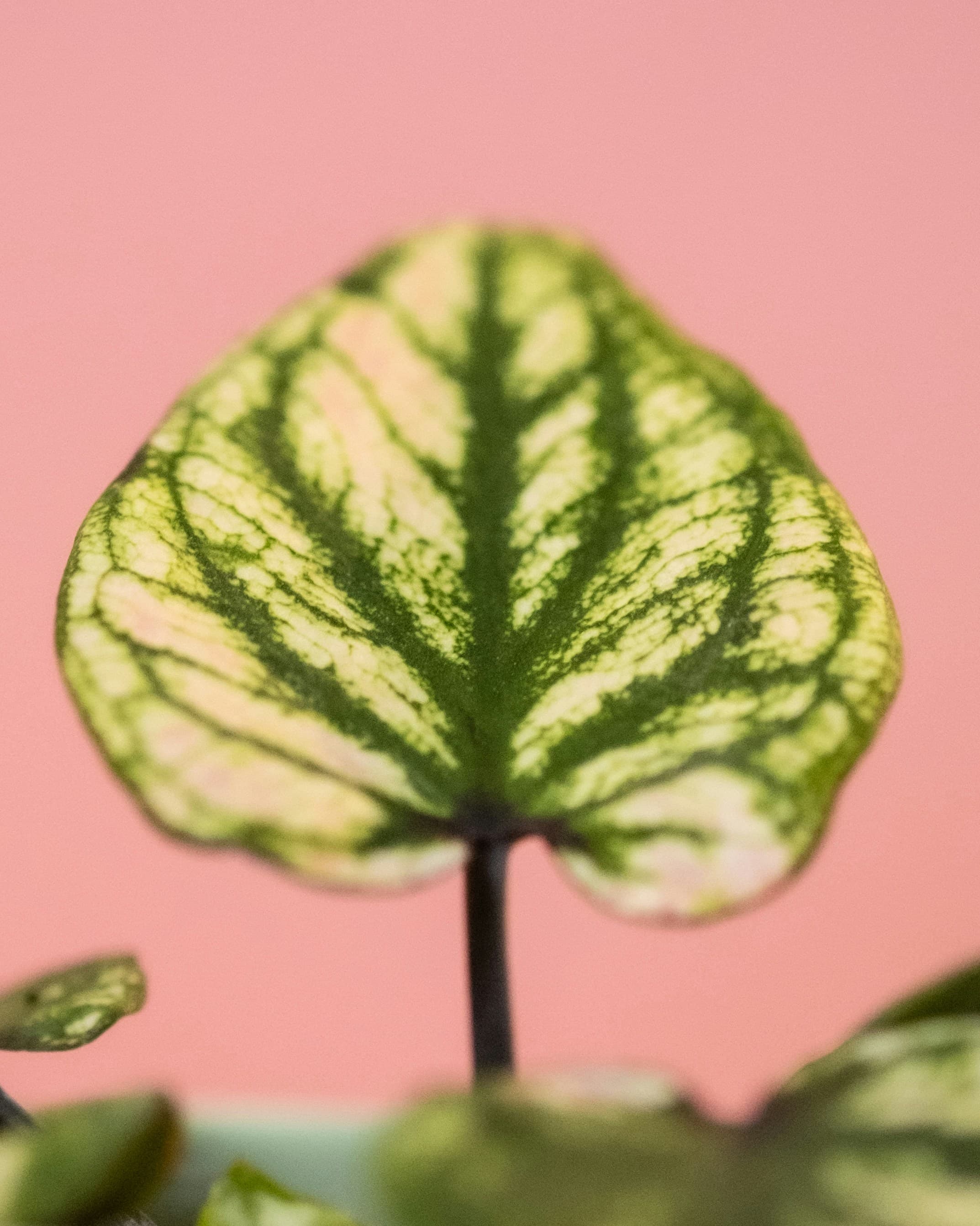 Caladium Rosebud Detail