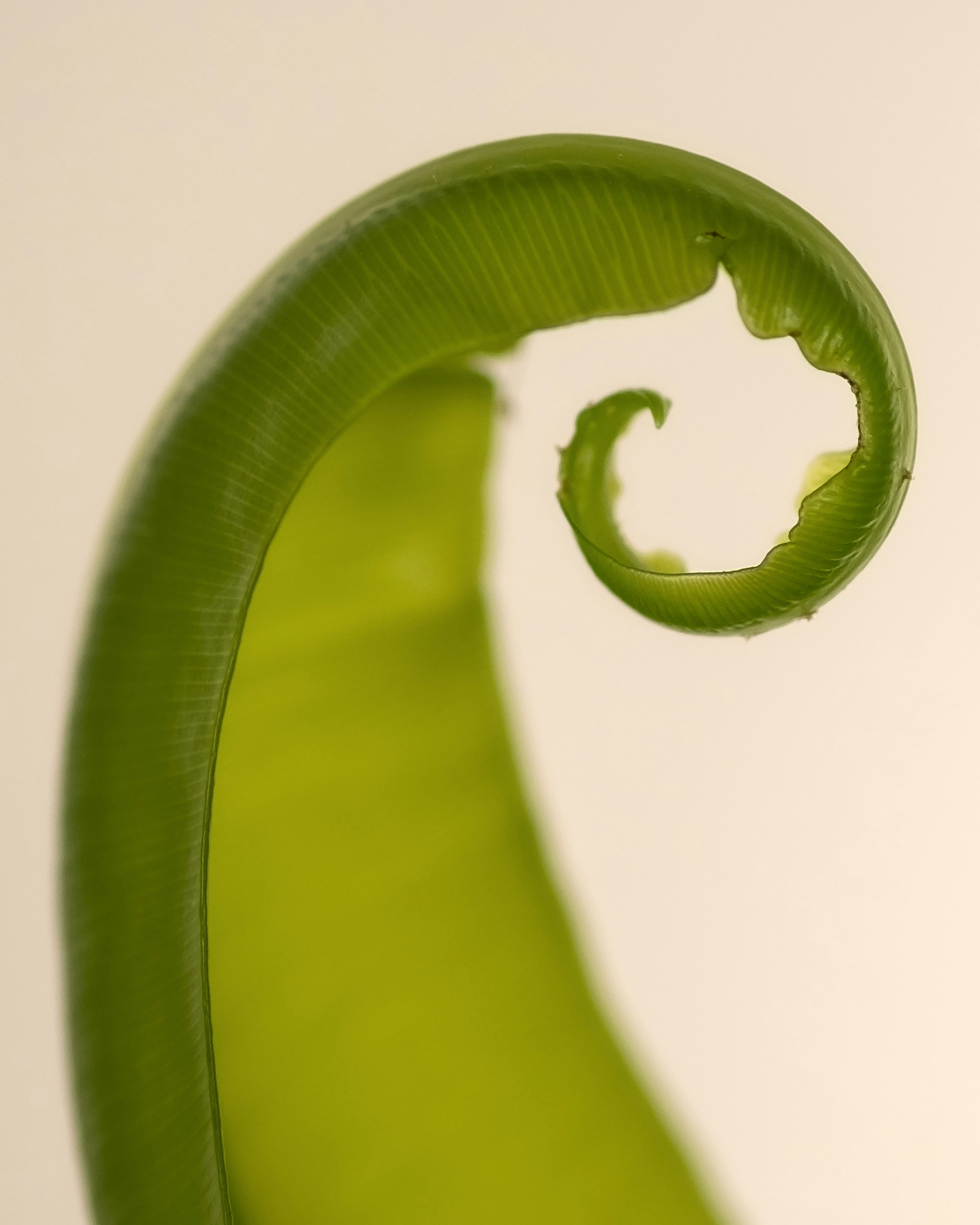 Close up of a plant