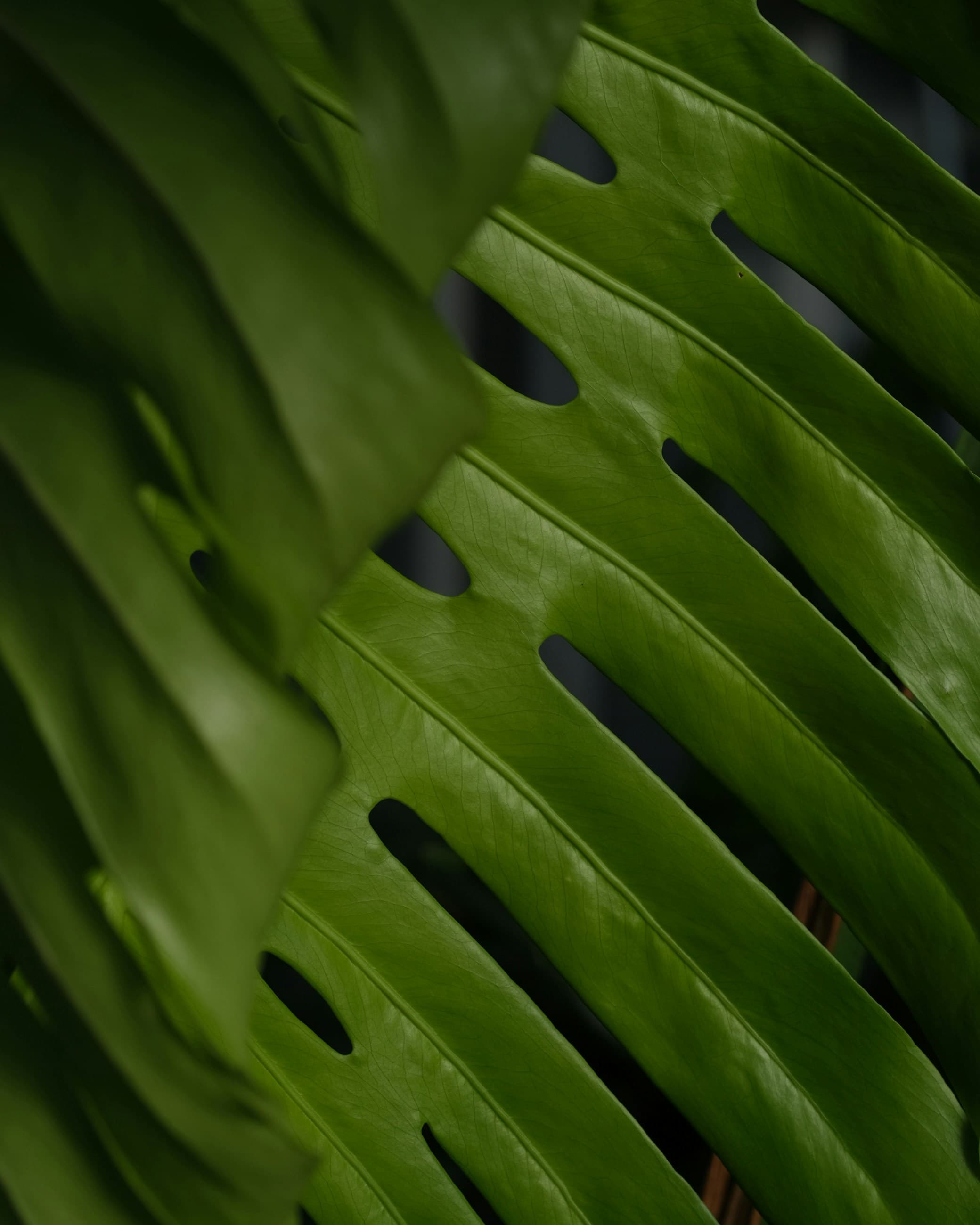 A plant with large leaves and a short stem.
