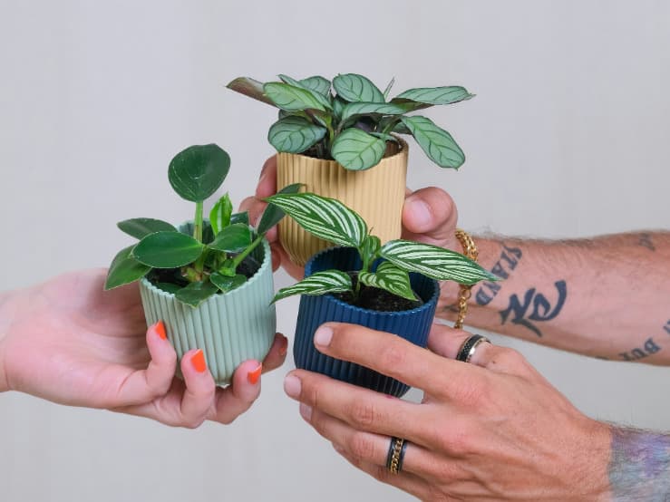 Plant Propagation