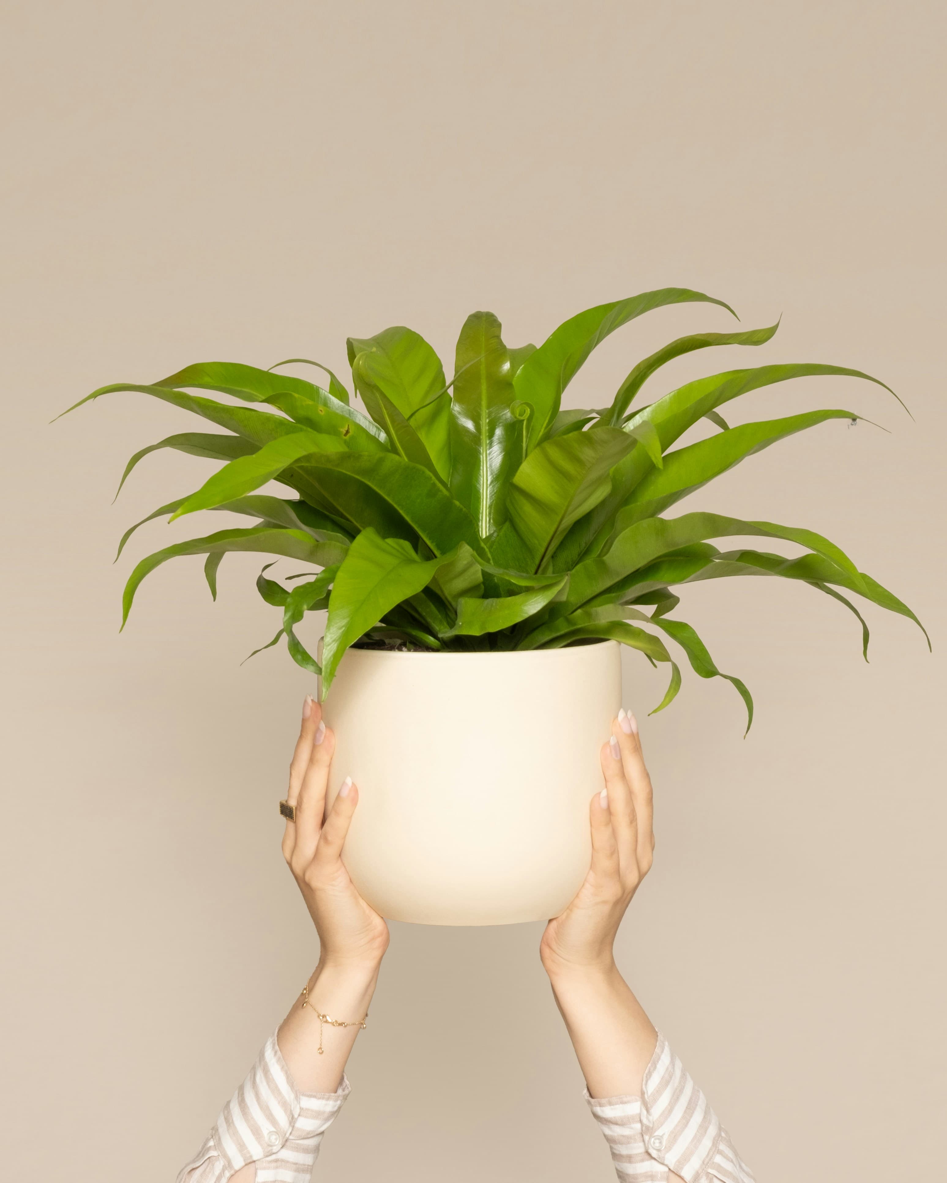 Bird Nest Fern
