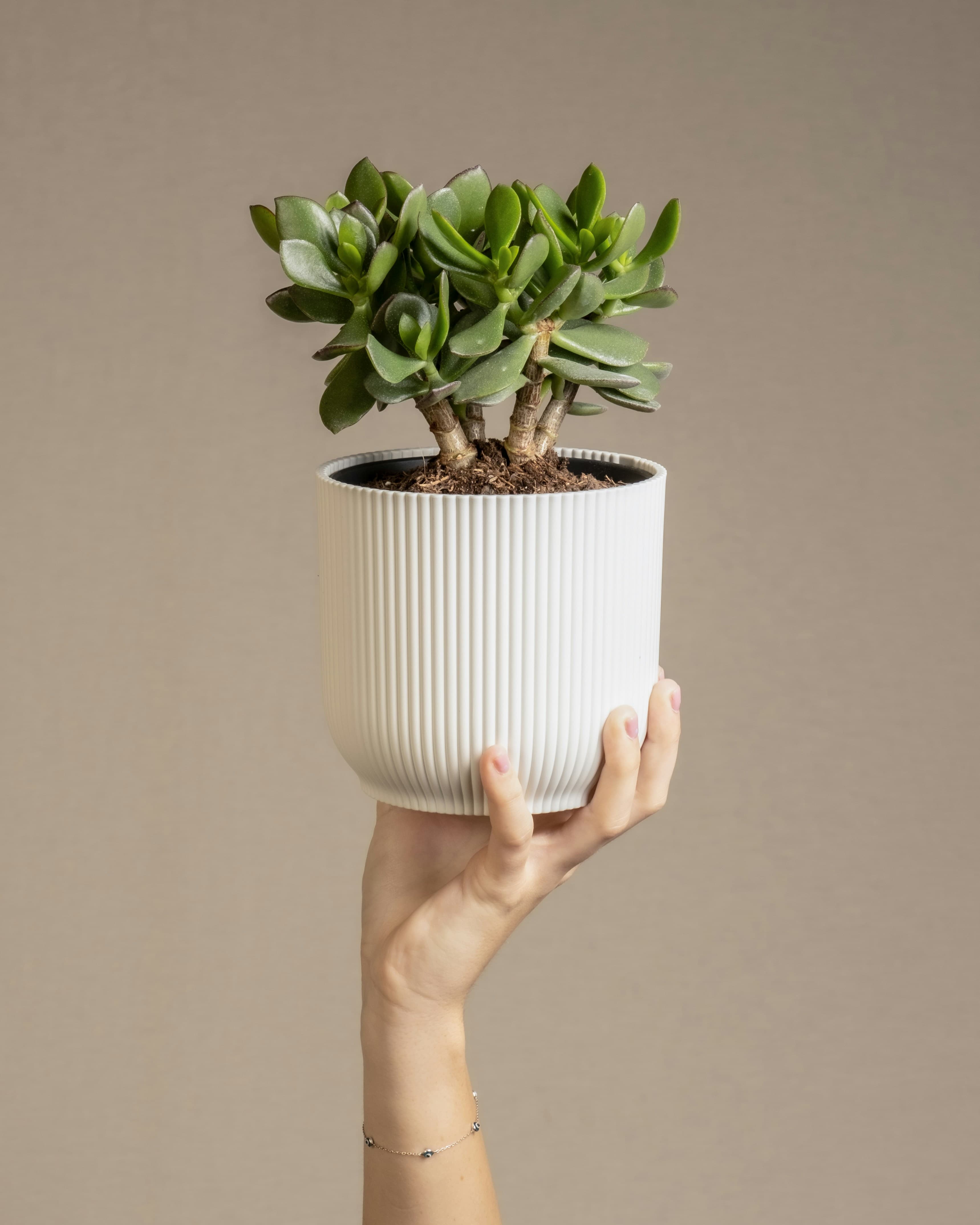 Jade Plant