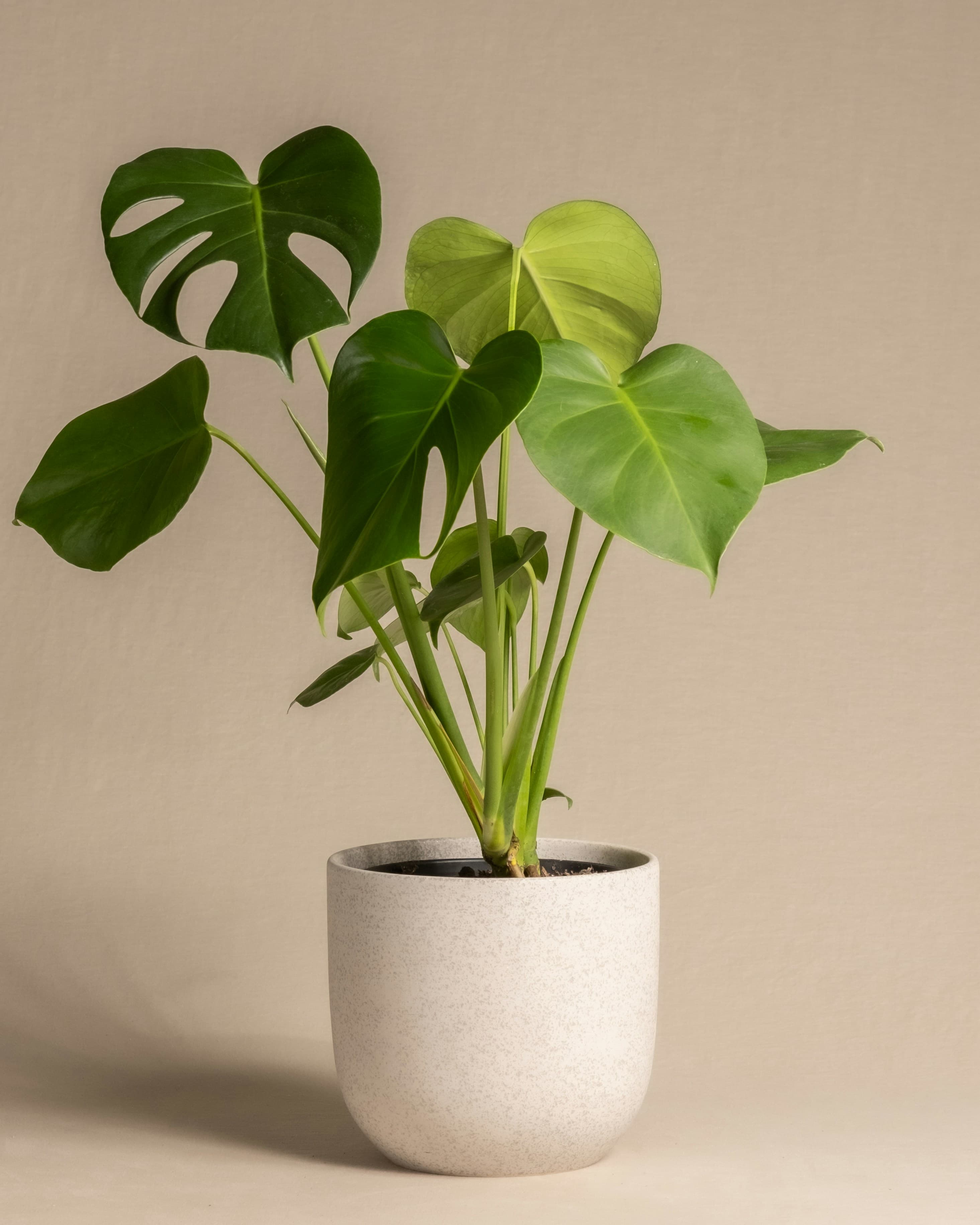 Monstera