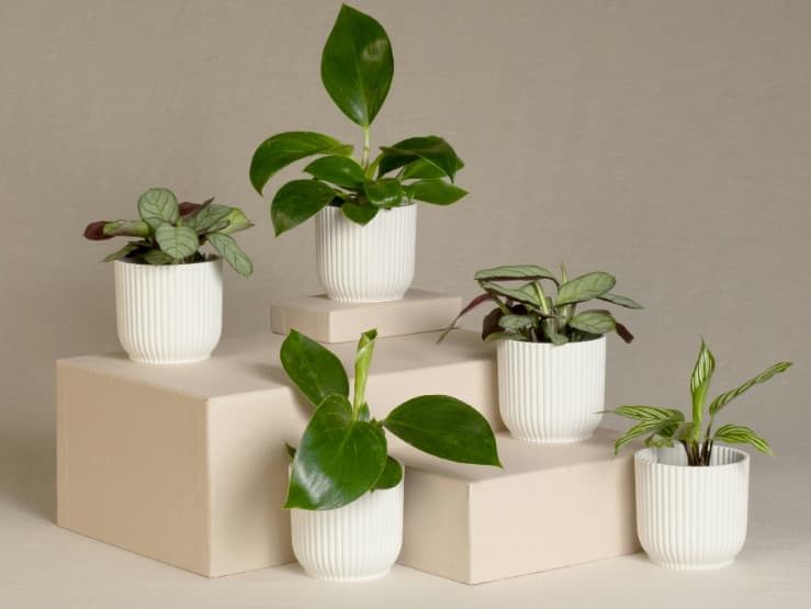 Office Desk Plants